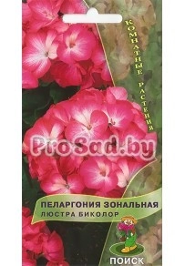 Пеларгония зональная Люстра биколор