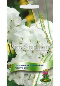 Пеларгония зональная Люстра вайт