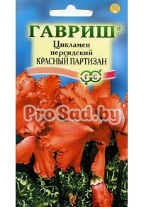 Цикламен персидский Красный партизан