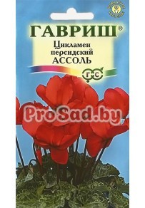 Цикламен персидский Ассоль