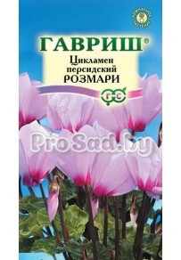 Цикламен персидский Розмари