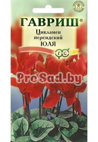 Цикламен персидский Юля