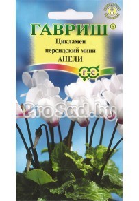 Цикламен персидский мини Анели