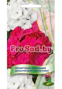Пеларгония зональная Династия Бело-фиолетовая