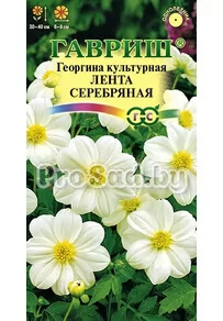 Георгина Лента серебряная