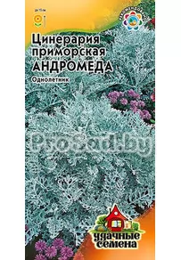 Цинерария приморская Андромеда