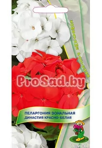 Пеларгония зональная Династия Красно-белая