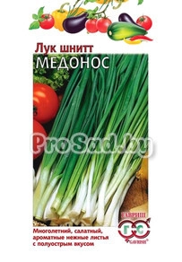 Лук шнитт Медонос