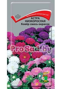 Астра низкорослая Ковёр, смесь окрасок