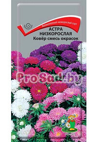 Астра низкорослая Ковёр, смесь окрасок