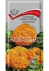 Бархатцы прямостоячие Спун оранжевые