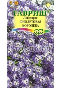 Лобулярия Фиолетовая королева