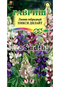 Люпин гибридный Пикси дилайт