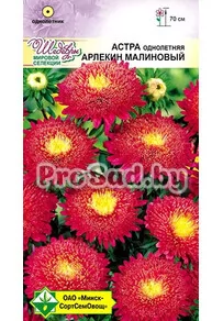 Астра Арлекин малиновый (Германия)