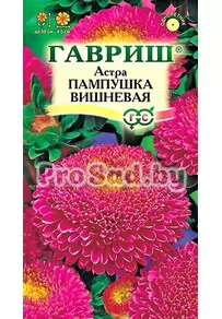 Астра Пампушка вишнёвая
