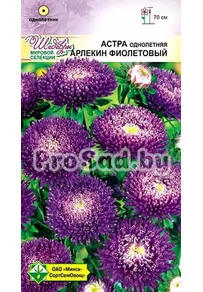 Астра Арлекин фиолетовый (Германия)