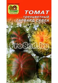 Томат трёхцветный Гарвард Сквеа