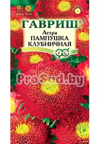 Астра Пампушка клубничная