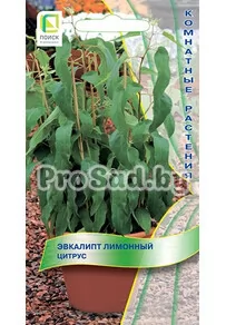 Эвкалипт лимонный Цитрус