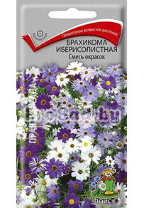 Брахикома иберисолистная Смесь окрасок