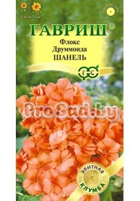 Флокс друммонда Шанель