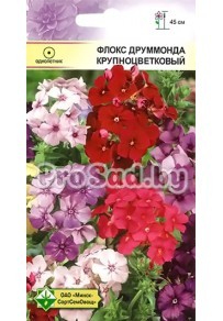 Флокс друммонда Крупноцветковый, смесь