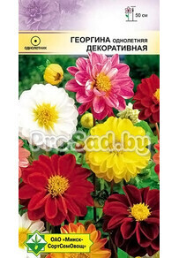 Георгина однолетняя Декоративная, смесь