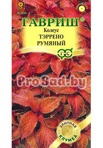 Колеус Тэррено румяный