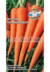 Морковь Первый сбор