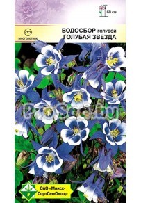 Водосбор (Аквилегия) голубой Голубая звезда