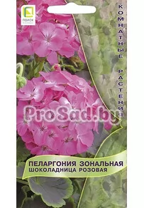 Пеларгония зональная Шоколадница Розовая