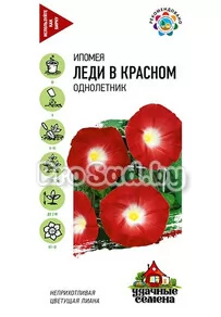 Ипомея Леди в красном