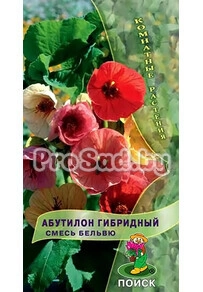 ​Абутилон Смесь Бельвю​