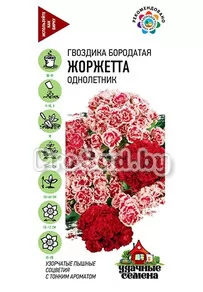 Гвоздика махровая (турецкая) Жоржетта, смесь