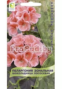 Пеларгония зональная Шоколадница Лососевая