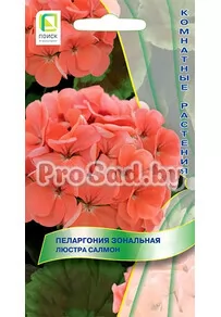 Пеларгония зональная Люстра салмон
