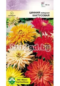 Цинния изящная Кактусовая