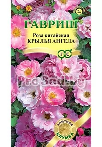 Роза китайская Крылья ангела