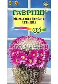 Маммиллярия Бакеберга (Кактус) Летиция