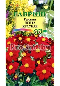 Георгина Лента красная