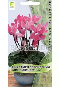 Цикламен персидский мини Двуцветный