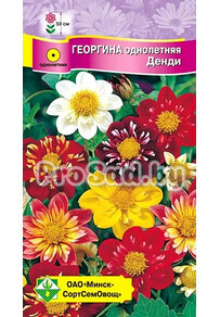 Георгина Денди, смесь