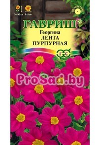 Георгина Лента пурпурная