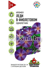 Ипомея Леди в фиолетовом