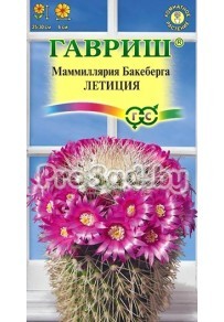 Маммиллярия Бакеберга (Кактус) Летиция