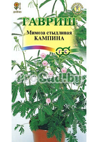 Мимоза стыдливая Кампина