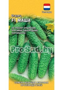 Огурец F1 Маша (Голландия)