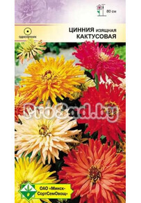 Цинния изящная Кактусовая
