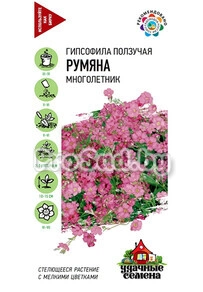 Гипсофила ползучая Румяна