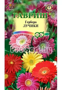 Гербера Лучики